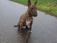 Miniaturbullterrier Rüde Kastriert 2,5 J - Labenz