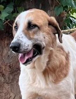 Tolo ist freundlich und ausgeglichen - Tübingen