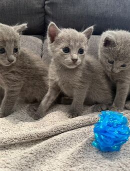 Reinrassige Russisch Blau/Nebelung Kitten mit Stammbaum aus seriöser Zucht - Ingolstadt