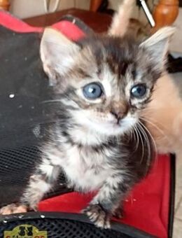 BIMBA Tigermädchen sucht Happy Home - Bad Camberg
