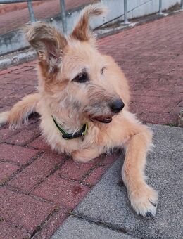 Hund (Mischling) 13 Jahre - Speyer Zentrum