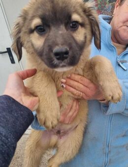 Manolo von kettenlos - Bollingstedt