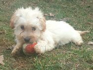 Malteser Maltipoo Welpen - Hille