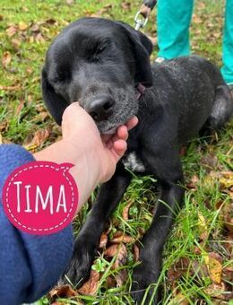 Tima leidet still - Flörsheim-Dalsheim