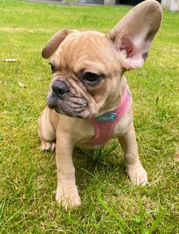 Französische Bulldoggen Welpen - Nürnberg