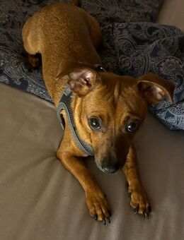 Chihuahua- Pinscher Mischling - Saarbrücken
