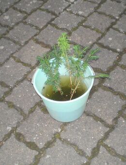 Kleine Eiben, Sträucher, Wilder Wein, Lilien, Himbeerableger - Saffig