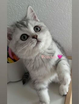 BKH Kater und Kätzchen - Oldenburg