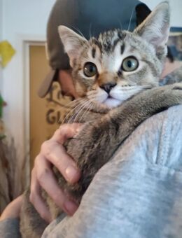 Kitten Kater Auszugsbereit - Saarbrücken