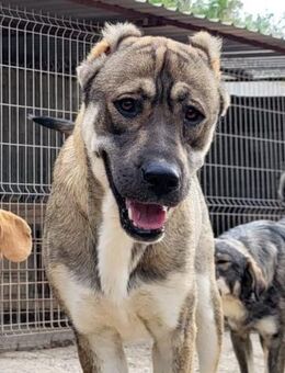 LOTTIE💖HSH-Mix-Hündin & wahre Frohnatur - Hamburg