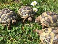 Griechische Landschildkröten - Herxheim (Landau)