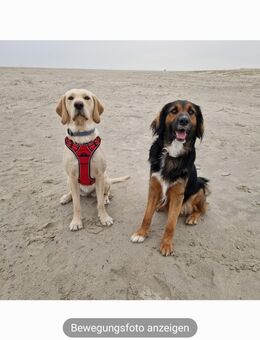 Retriever-Aussie-Welpen, 9,5 Wo., sportliche Familienhunde, lieb - Berlin Steglitz-Zehlendorf