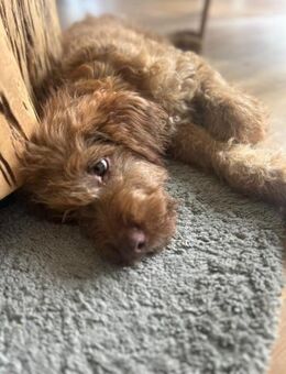 Snickers sucht seine zweite Chance - Oberhausen