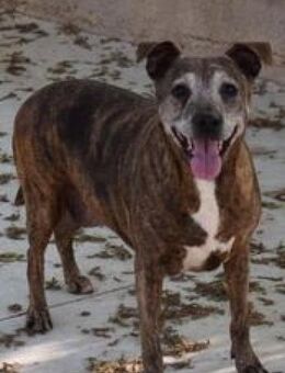 Cloe wünscht sich ein Zuhause - Niedereschach