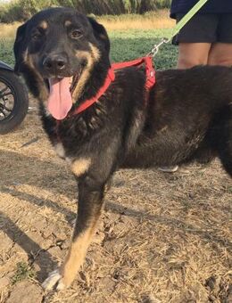 JOEY - ein Pechvogel........ - Kempen