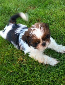 Hundewelpen Shih tzu - Fensterbach