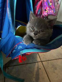 BKH kitten - Gotha