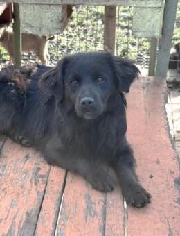 I want to be your - Buddy - - Laufen