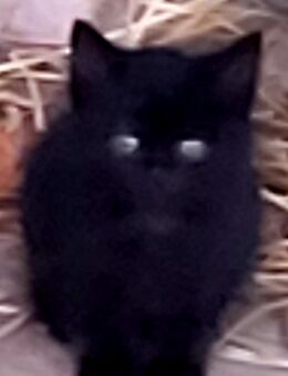 Katzenkinder abzugeben - Saarbrücken Zentrum