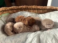 🐾 Wundervolle BKH & BLH Kitten suchen ein liebevolles Zuhause 🐾 - Laußig