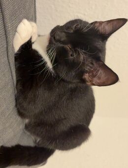 2 Katzen abzugeben mit Zubehör - Bochum Wattenscheid