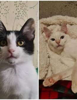 💖Dreamteam Katzenbaby Biscuit & Snow 💖 - Eislingen (Fils)