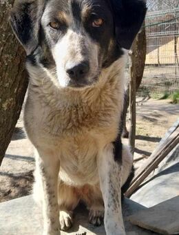 🍦🌷 VANILLA 🌷🍦 - Sindelfingen