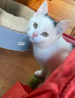 Hauskatzen abzugeben Kitten - Dresden