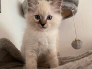 2 Ragdoll Kitten suchen ab sofort ein tolles zu Hause