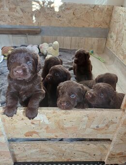 Labrador Welpen braun - Schwarzbach (Brandenburg)
