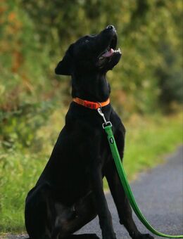Labrador rüde schwarz - Jülich