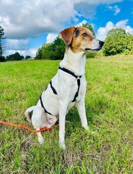 🌟 Cody - junger Bub mit viel Potential - Eislingen (Fils)