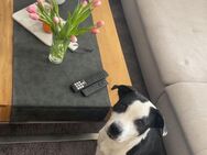 Snoopy sucht ein neues für immer- Zuhause - Krauthausen