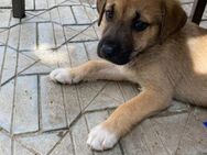 🌸Neugieriges Welpenmädchen Alma🌼🐶 - Eislingen (Fils)