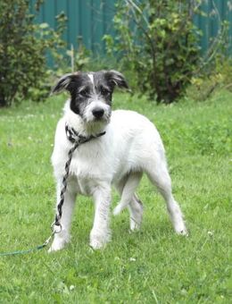 JESSIE - sucht tolle Familie - Mainhardt