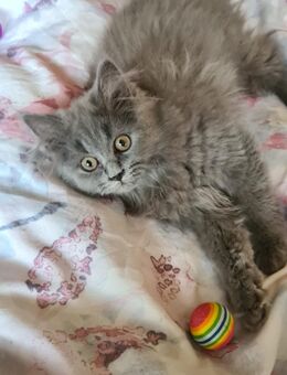 Blh Kätzchen Britisch Langhaar kitten Kater 3 monate - Gelsenkirchen Bismarck