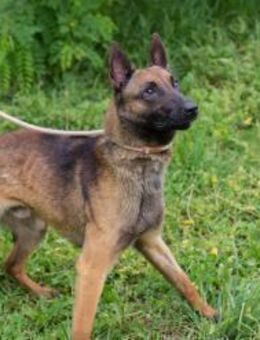 KARLSON - mit Struktur und Beschäftigung - Overath