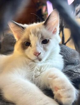 Wunderschöner Ragdoll-Birma-Mix Kater ? geb. am 03.04.2025 ? sucht ein liebevolles Zuhause - Villingen-Schwenningen