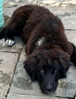 Plüschbär Elvis sucht seine Familie - Niederviehbach