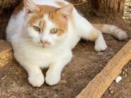 VERA sucht ein liebevolles Zuhause - Sehnde