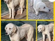 Große Duchess sucht zuhause - Margetshöchheim