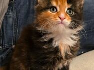 Maine Coon Kitten - Haar
