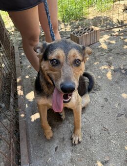 Jankó - ein aktiver und kluger Kerl - Köln