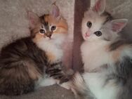 Edelmix Kitten Maine Coon / BLH - Naumburg (Saale)