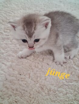 Reinrassige Britisch Kurzhaar Kätzchen - Hamburg