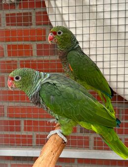 2 Taubenhalsamazonen aus Nachlass abzugeben - Ascheberg