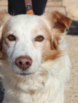 Carlo ist ein Riesenschatz - Bedburg