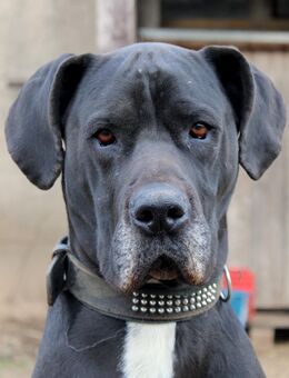 Zarte Dogge sucht neues Zuhause - Templin