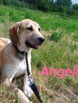 Angeliki liebevolle Welpin 12/24 GRC - Ruppertsecken