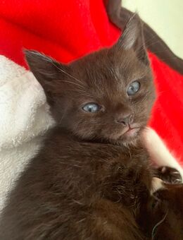 BKH/SIAM Kitten - Duisburg
